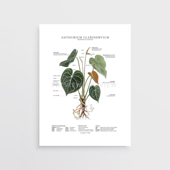 Anthurium Clarinervium Print by Tobancay - Digital Download | Botanical  Art, Interior Design, Plant Wall Art - Etsy
