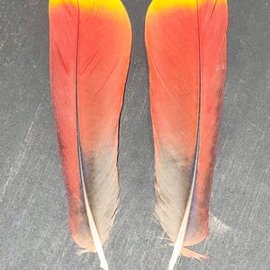 May include: Two elongated bird feathers featuring a vibrant colour gradient. The rounded tips are bright yellow, transitioning into a deep red midsection, and fading into a dark grey and light beige base with a central dark quill running through each.