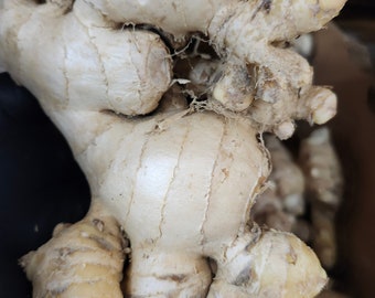 Fresh Ginger roots ( get more what you pay for + )