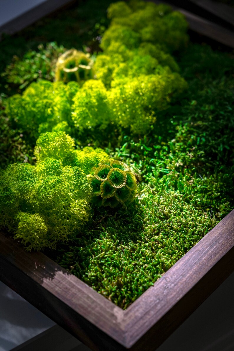 Elegant Moss Wall Art Gift Idea Green Wall Moss Art Etsy