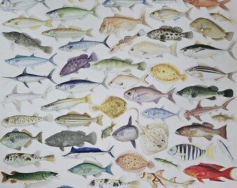 20 recortes vintage com ilustrações de peixes. Vida marinha retrô recortada à mão, perfeita para colagens, scrapbooking, junk journaling e projetos escolares.