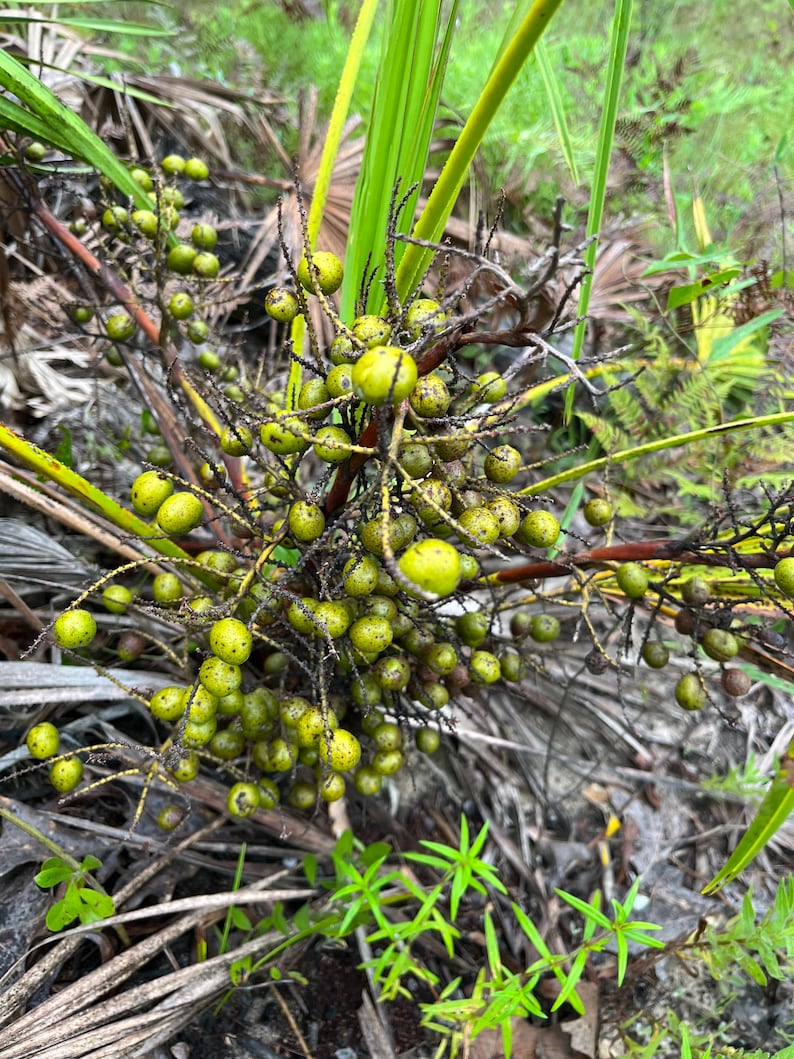 Whole Dried Saw Palmetto Berries serenoa Repens. Etsy