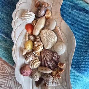 May include: A carved wooden tray shaped like a large bird wing, filled with a collection of various seashells. The shells include diverse shapes, sizes, and colors, ranging from white, tan, and brown to orange and pink, featuring textures.