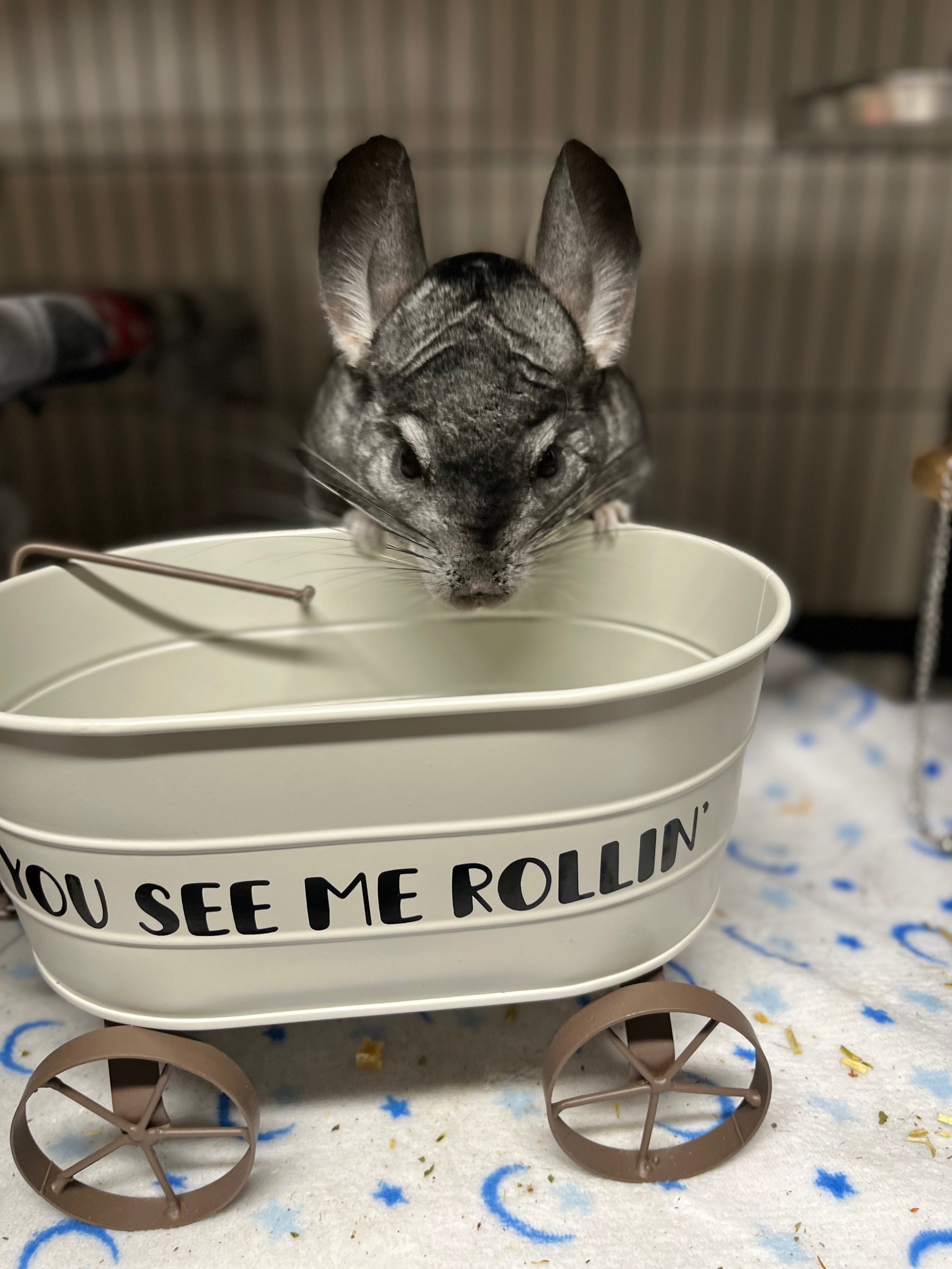 Pet Store Baby Chinchillas For Sale At Petco Chinchilla Sand Petco