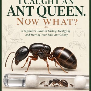 以下が含まれることがあります： I CAUGHT AN ANT QUEEN. NOW WHAT?というタイトルのフィールドガイド。大きなオオアリ（Camponotus pennsylvanicus）、小さなアリが入った試験管、識別やセットアップのためのアイコンがクリーム色の背景に描かれています。