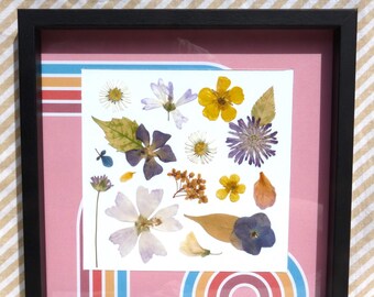 Dried flower herbarium framed, with coloured paper