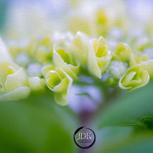 May include: A close-up of a cluster of delicate white and green flowers with a soft, blurred background.