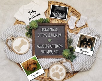 May include: A pregnancy announcement with a letter board that reads "Our parents are getting us a human! Guard dog duty begins September, 20XX". The letter board is surrounded by a white baby onesie, a pair of baby socks, two photos of dogs, and a wooden paw print ornament.