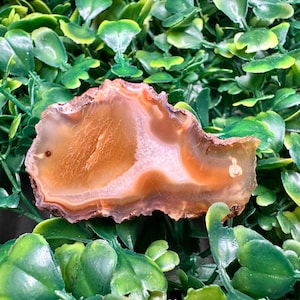 Resin Enhanced Agate Slice in Golden Earth Tones – Smooth Front with Raw Back and Subtle Banding