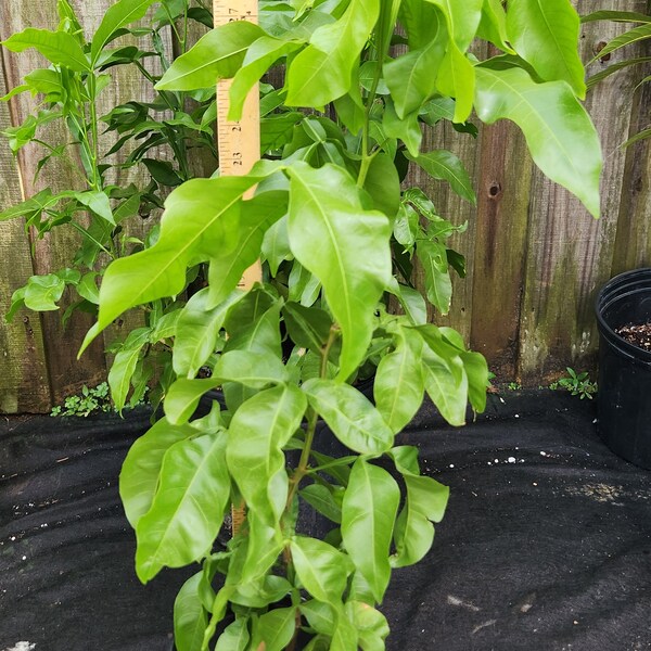 Spanish Lime Tree Etsy