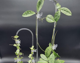Clear Acrylic Trellis | Climbing Plants Support