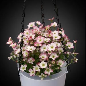 May include: A hanging planter featuring a white plastic bucket suspended by three black metal chains. The bucket is filled with a dense cluster of small, five-petaled flowers that are white with pink-tipped edges and green foliage.