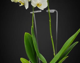 Clear Acrylic Plant Support Stakes | Orchid Stem Support Stakes | Plant Stems Holder | Flower Spike Support | 12, 16, 20 Inch Sizes