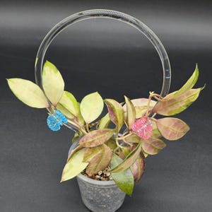 Clear Acrylic Hoop Trellis | Climbing Plants Support