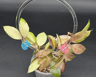 Clear Acrylic Hoop Trellis | Climbing Plants Support