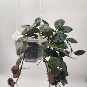 May include: A hanging plant with dark green leaves in a clear plastic pot. The plant is hanging from a white string.
