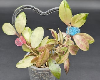 Clear Acrylic Heart Trellis | Climbing Plants Support