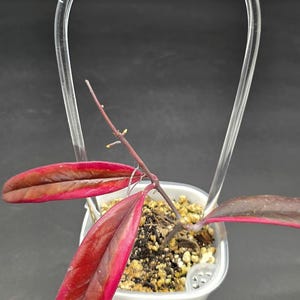 Clear Acrylic Trellis | Climbing Plants Support image 7
