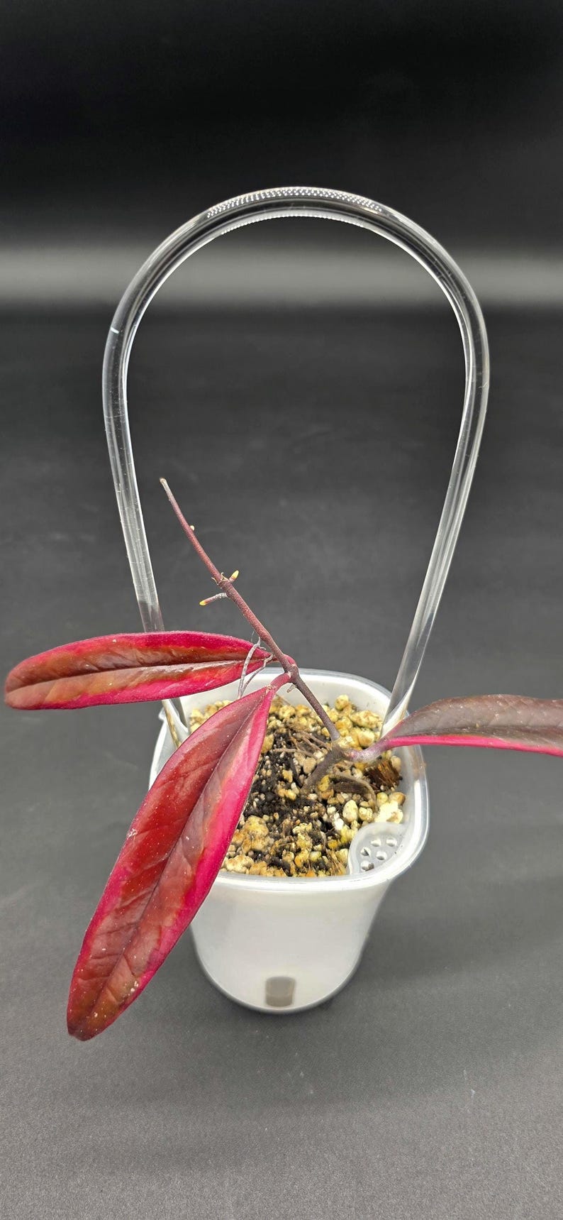 Clear Acrylic Trellis | Climbing Plants Support image 7