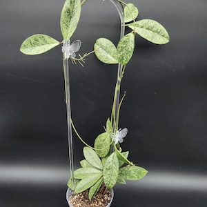 May include: A green and white variegated houseplant with silver speckles growing on a clear plastic trellis with butterfly-shaped clips. The plant is in a black plastic pot.
