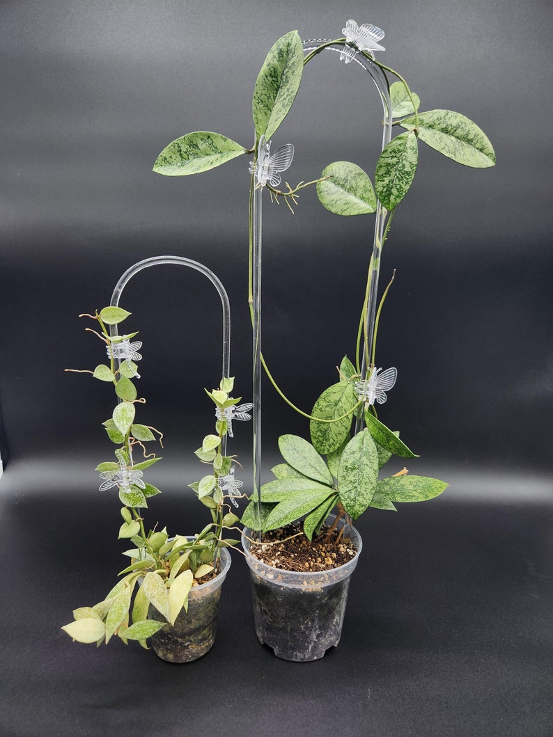 May include: Two potted plants with variegated leaves are growing on clear plastic plant supports with butterfly-shaped clips. The plants are in small black plastic pots.