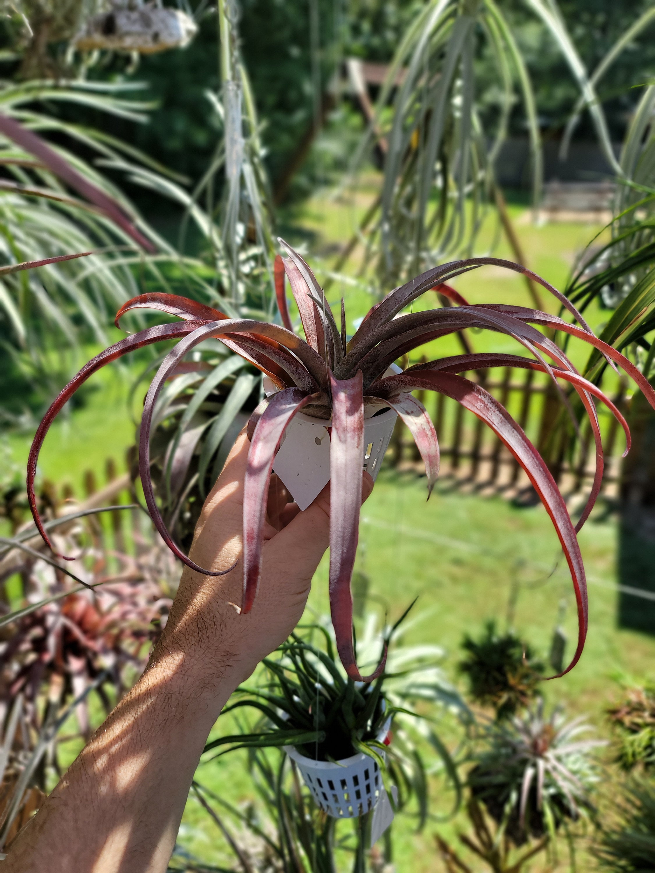 Tillandsia Coconut Grove Etsy