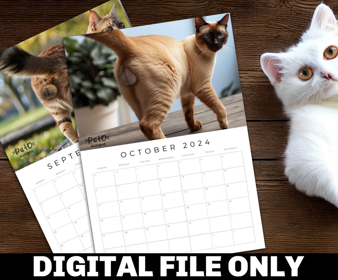 Cat Balls 2025 Funny Cat Calendar for Cat Lovers With Humor Gift for