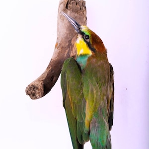 Taxidermt bird Bee-eater Real Stuffed bird mount Wall mount Colorful bird Merops apiaster