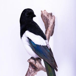 Taxidermt bird Magpie Real Stuffed bird mount Wall mount Colorful bird Pica pica