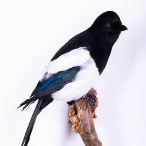 Taxidermt bird Magpie Real Stuffed bird mount Wall mount Colorful bird Wildlife art Pica pica