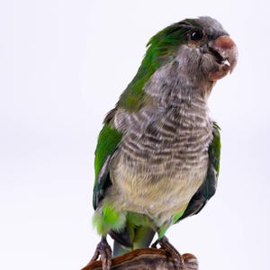 Taxidermt bird Green Parrot on Mushroom Base Real Stuffed bird mount Standing mount Colorful bird Myiopsitta monachus