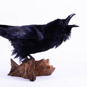 Taxidermt bird Raven Real Stuffed bird mount Standing mount Black bird Corvus corax