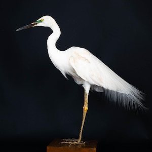 Taxidermt bird Great Egret White Heron Real Stuffed bird mount Standing mount bird Vintage Home Decor Ardea alba