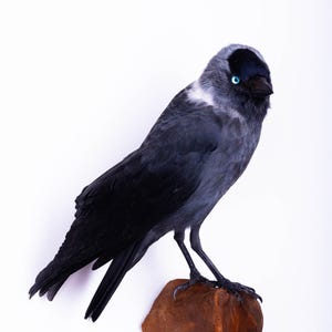 Taxidermt bird Jackdaw  Real Stuffed bird mount Wall mount Colorful bird Corvus monedula