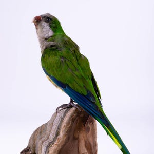 Taxidermt bird Green Parrot on Mushroom Base Real Stuffed bird mount Standing mount Colorful bird Myiopsitta monachus