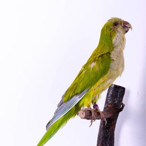 Taxidermt bird Quaker Parrot Real Stuffed bird mount Wall mount Colorful bird Myiopsitta monachus