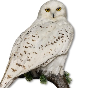 Taxidermt bird Snowy Owl Real Stuffed bird mount New Standing mount bird Vintage Home Decor Bubo scandiacus