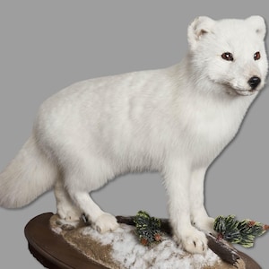 Taxidermt Arctic Fox Real Stuffed mount Mammal New Standing mount Vintage Home Decor Vulpes lagopus