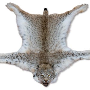 Taxidermt Rug Lynx Real Stuffed mount Mammal New Carpet Vintage Home Decor Gulo gulo