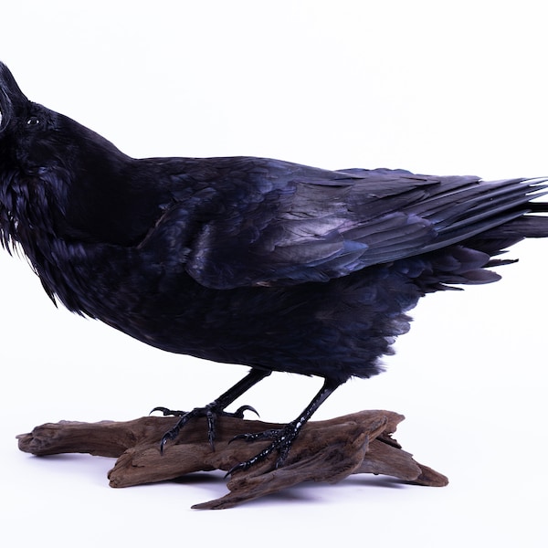 Taxidermy Raven Bird Stuffed animal Mount Gothic Corvus corax