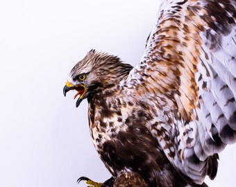 Stuffed Goshawk - Etsy Stuffed Goshawk - Etsy