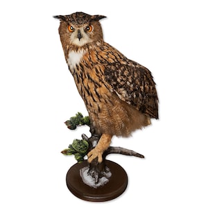 Taxidermt bird Eagle-Owl Real Stuffed bird mount New Standing mount bird Vintage Home Decor Bubo bubo