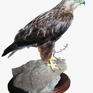 Taxidermt bird Red Kite Falcon Real Stuffed bird mount New Standing mount bird Vintage Home Decor Milvus milvus