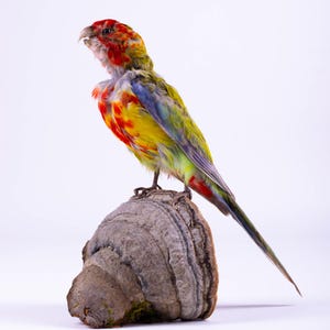 Taxidermt bird Parrot Crimson Rosella Real Stuffed bird mount Wall mount Colorful bird Platycercus elegans