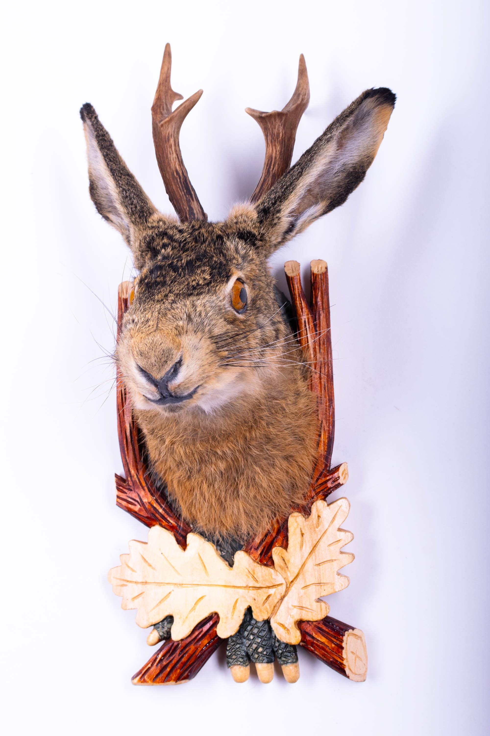 Taxidermy Jackalope Hare Rabbit With Horn Real Stuffed Mount Mammal ...