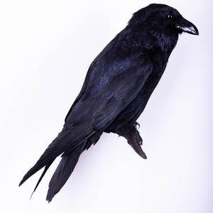Taxidermt bird Raven Real Stuffed bird mount Wall mount Black bird Corvus corax