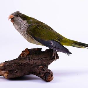 Taxidermt bird Green Parrot on Mushroom Base Real Stuffed bird mount Standing mount Colorful bird Myiopsitta monachus