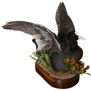 Taxidermt bird Australian Coot Real Stuffed bird mount Standing mount bird Fulica atra