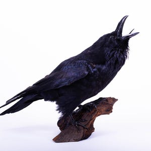 Taxidermt bird Raven Real Stuffed bird mount Standing mount Black bird Corvus corax