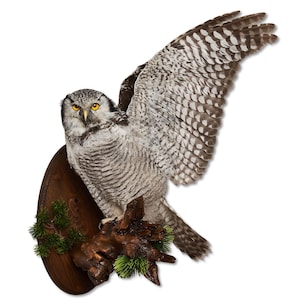 Taxidermt bird Northern Hawk-Owl Real Stuffed bird mount New Wall mount bird Vintage Home Decor Surnia ulula